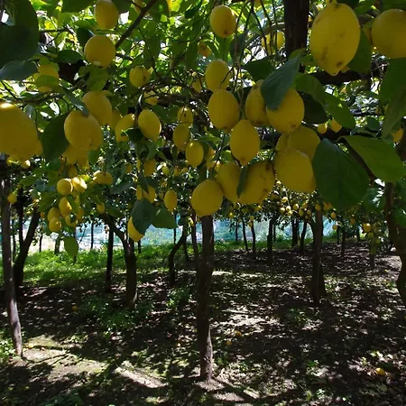 La Zagara Bed & Breakfast