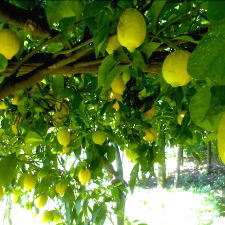 La Zagara Bed & Breakfast