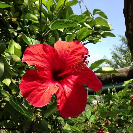 Bed & Breakfast La Zagara 4*